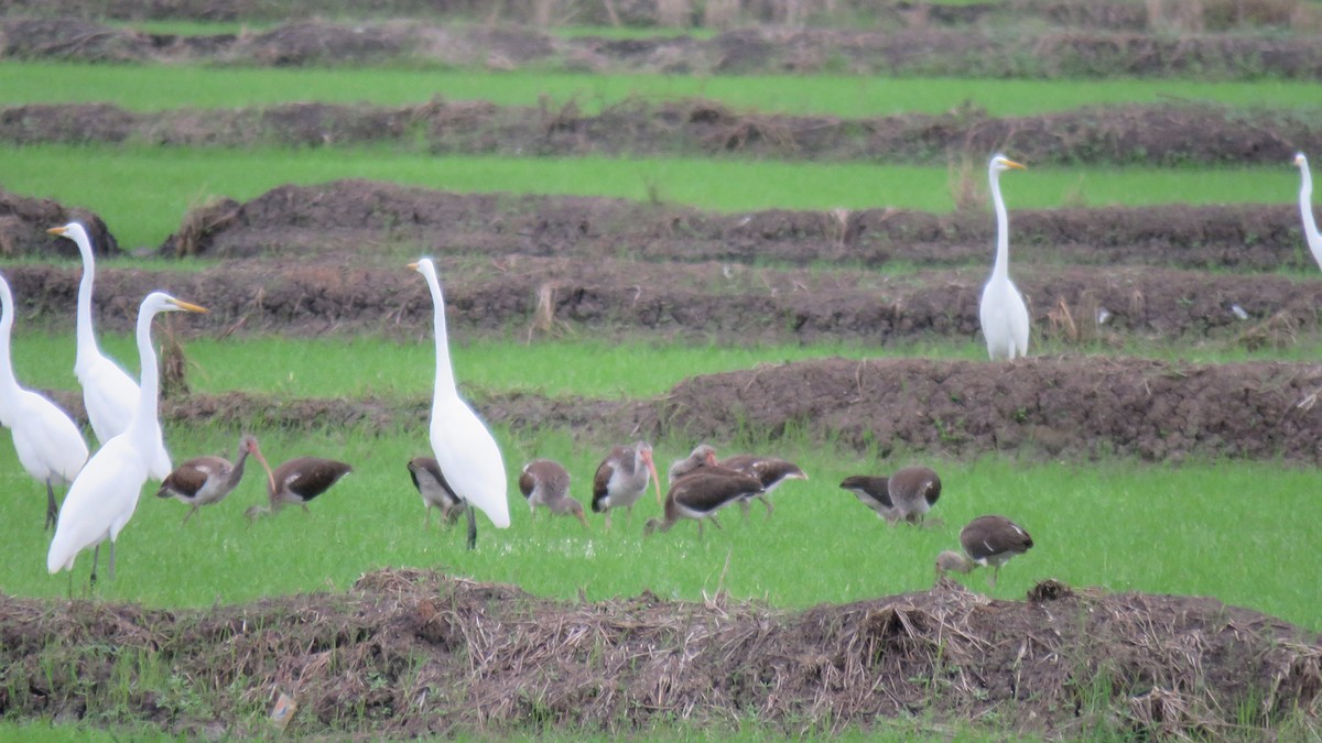 White Ibis - ML286442001