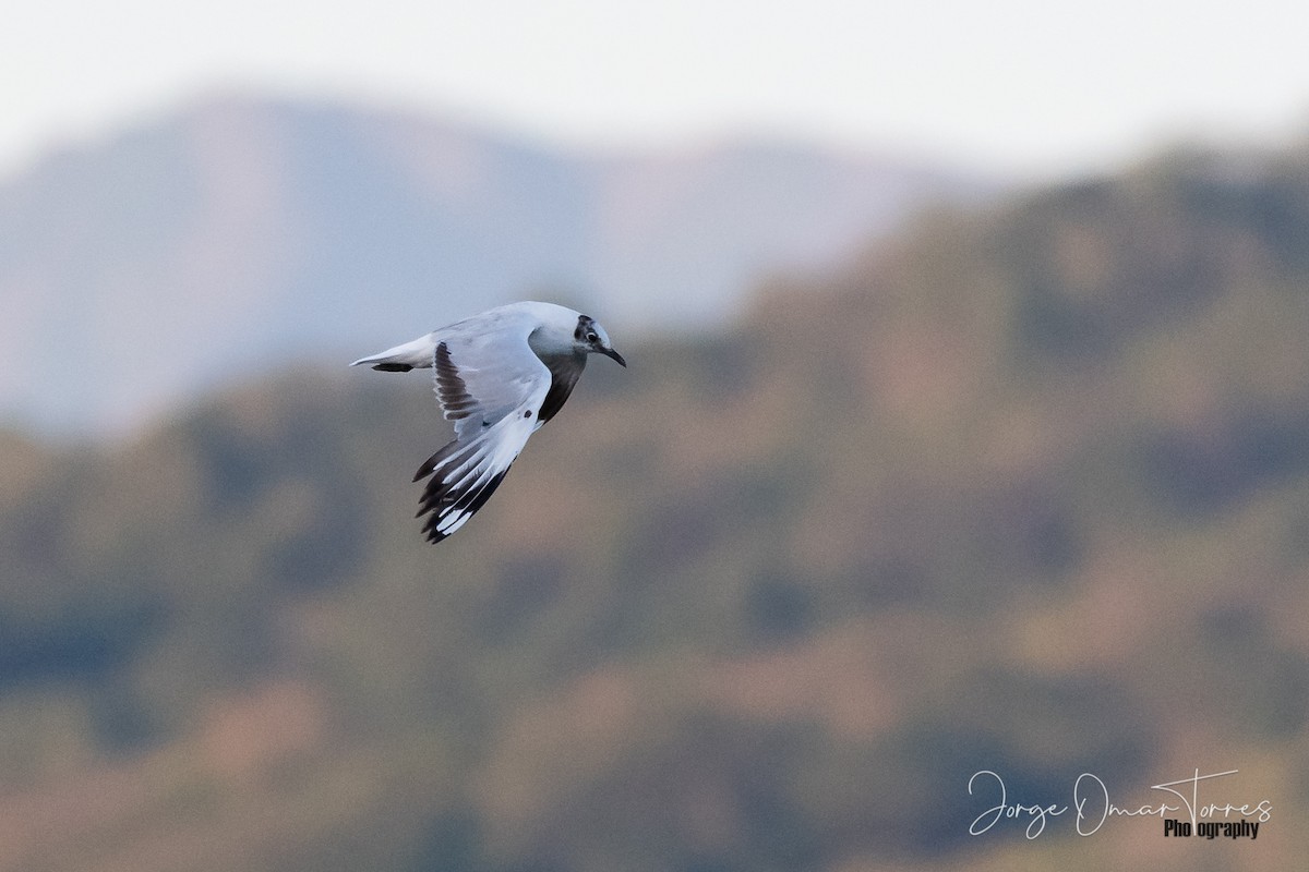 Andean Gull - Jorge Omar Torres