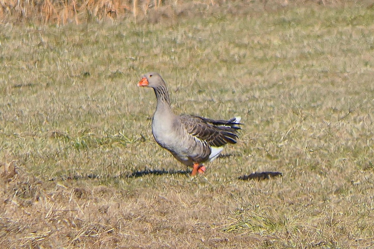 Graylag Goose (Domestic type) - ML286443711