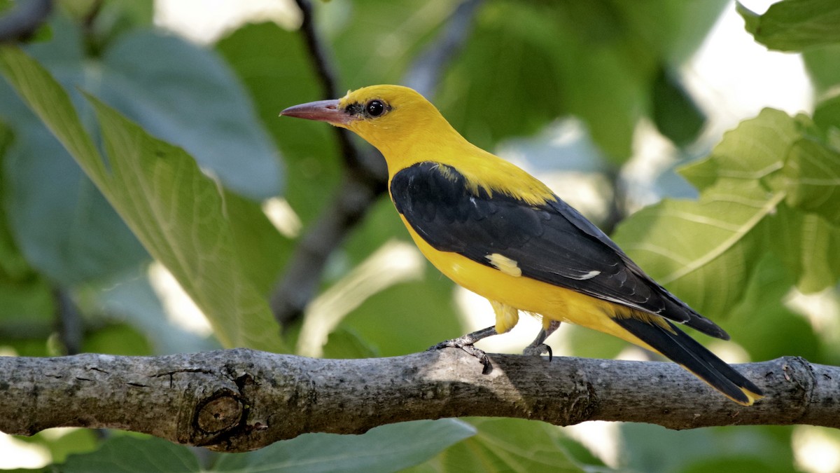 Eurasian Golden Oriole - ML286448391