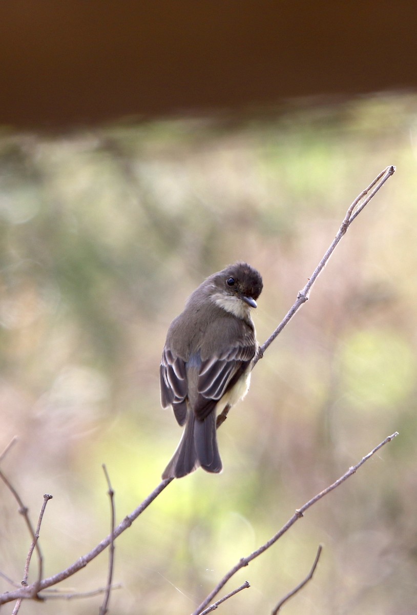 Eastern Phoebe - Gavin Bieber