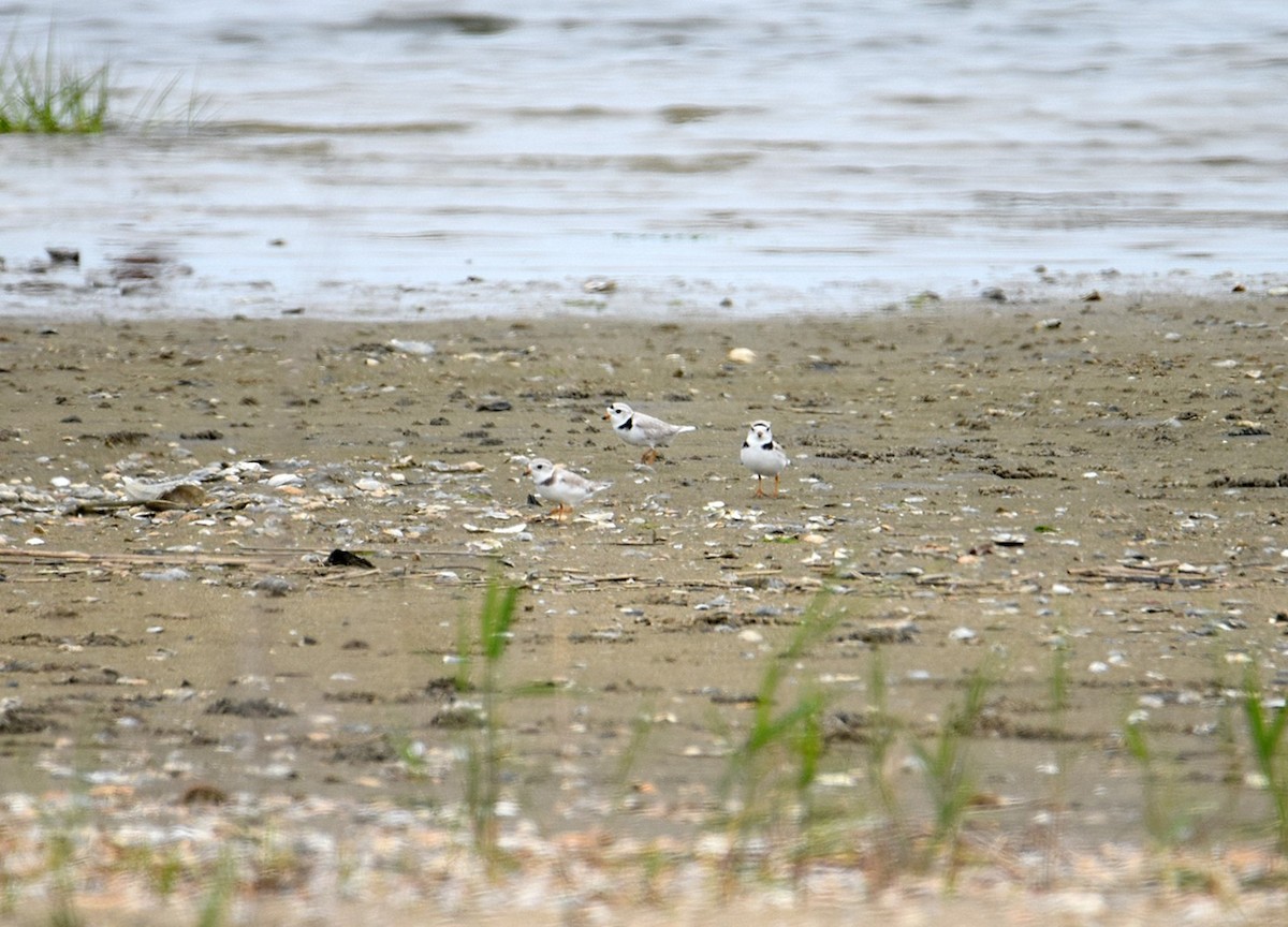 Piping Plover - Bill Williams