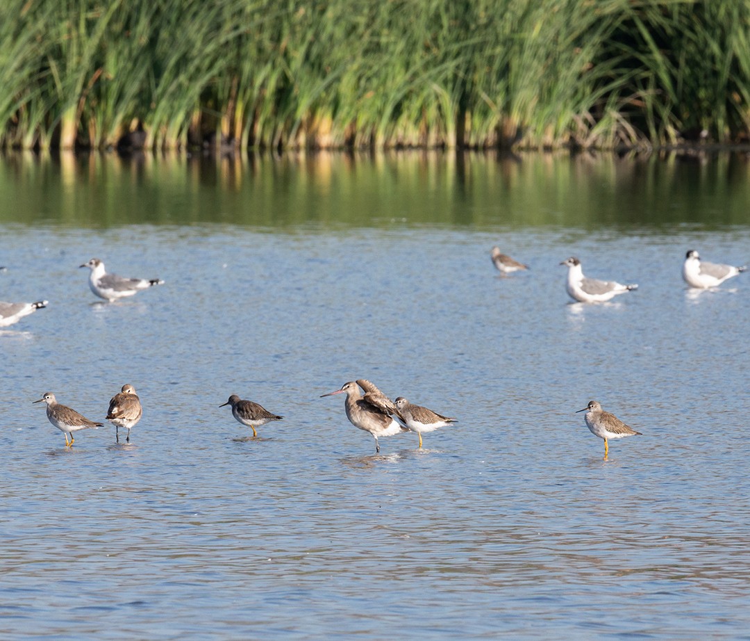 Hudsonian Godwit - ML286450111