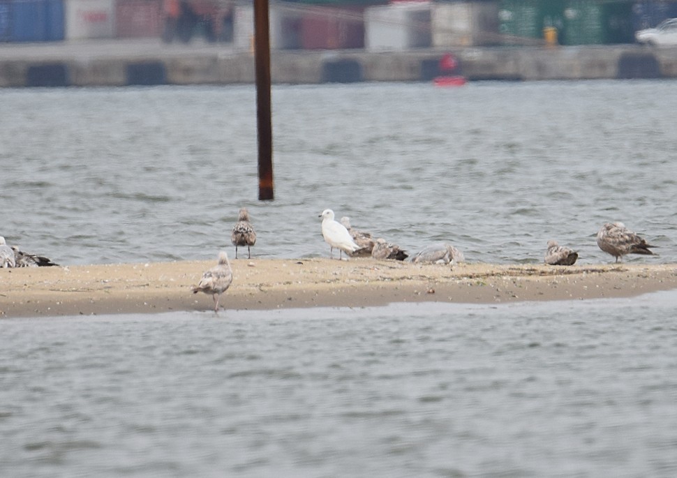 Iceland Gull (kumlieni/glaucoides) - ML28645081