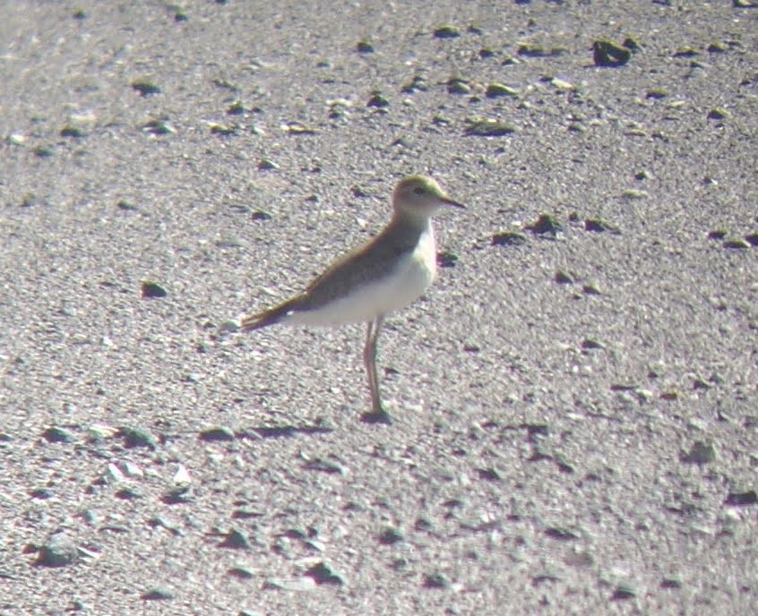 Mountain Plover - ML286450891