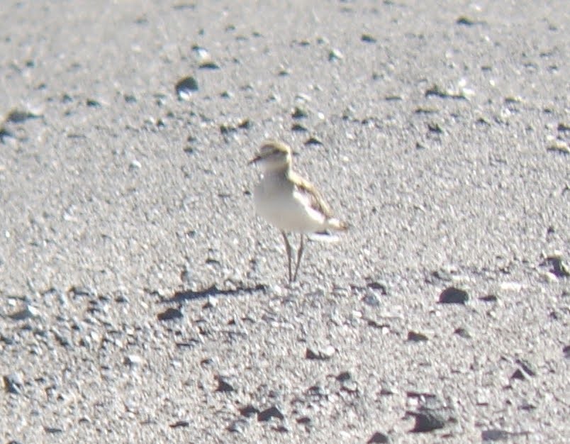 Mountain Plover - ML286450981