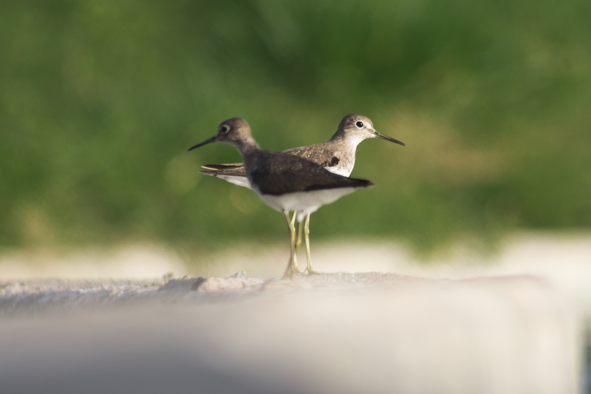 Solitary Sandpiper - ML286451051