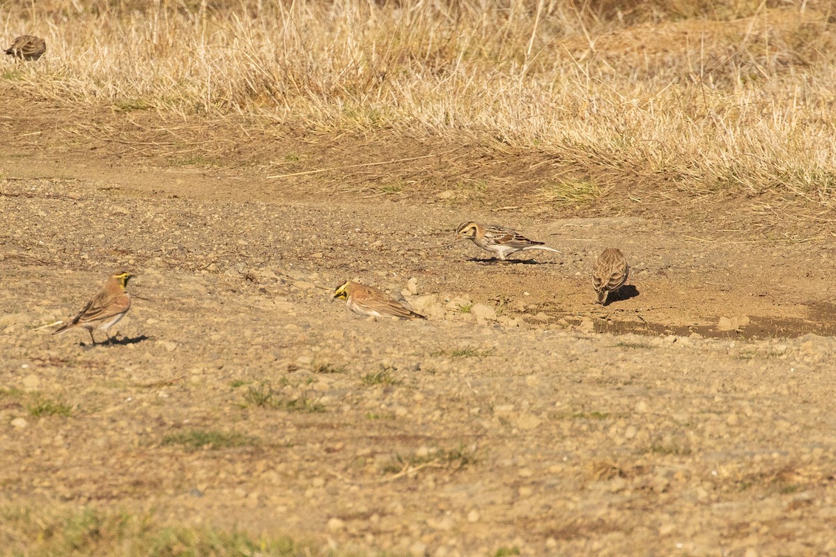 Lapland Longspur - ML286451371