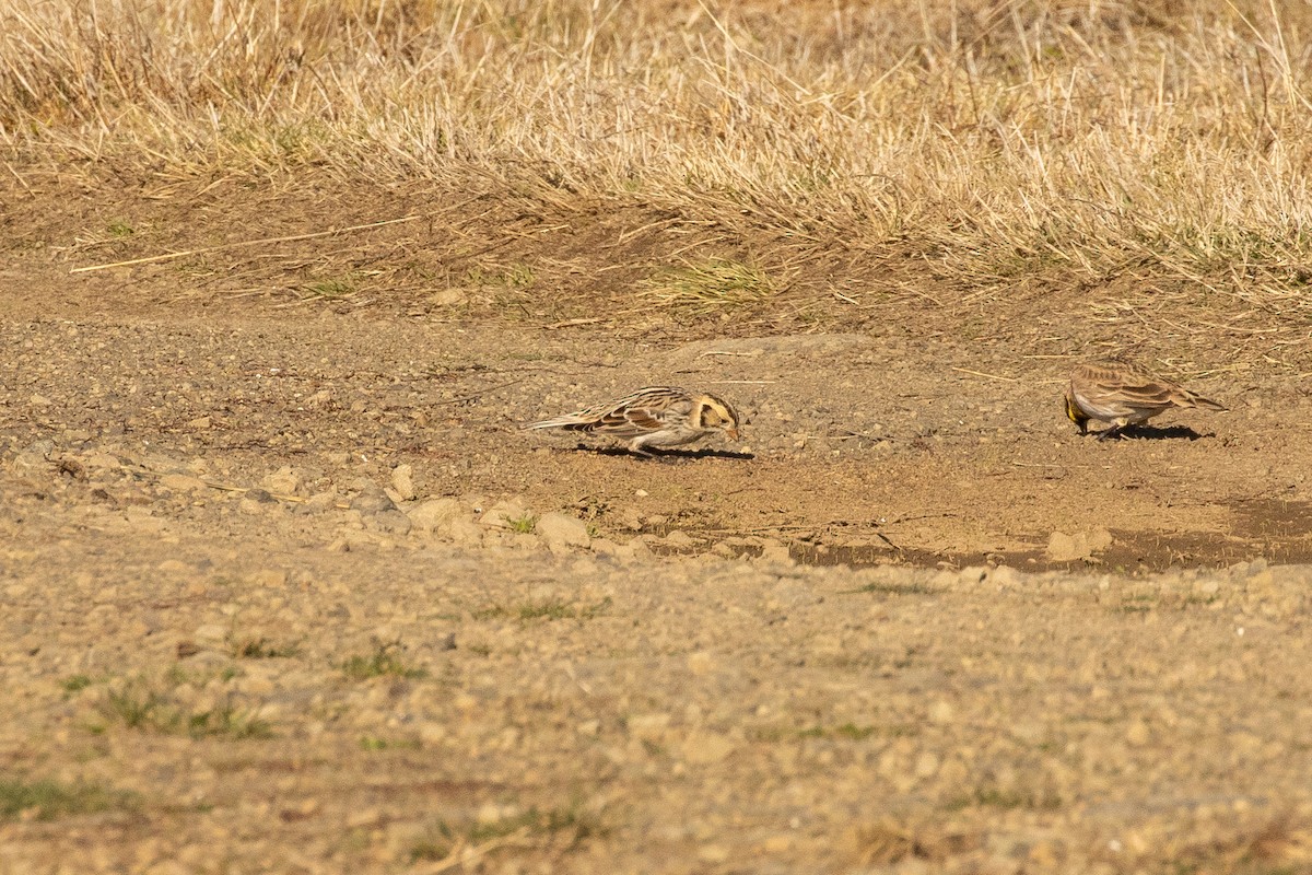 Lapland Longspur - ML286451541