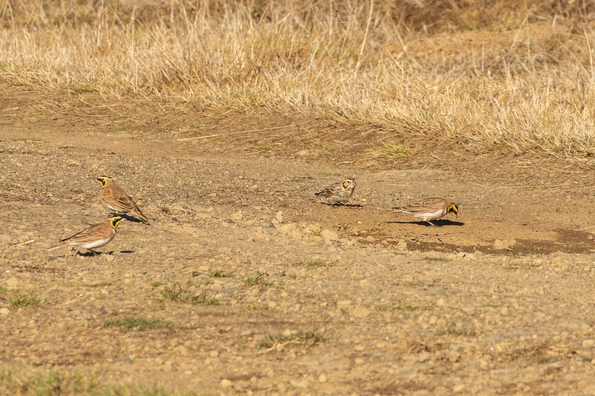 Lapland Longspur - ML286451561