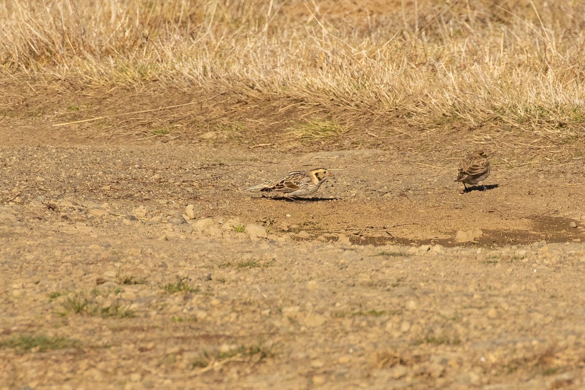 Lapland Longspur - ML286451651