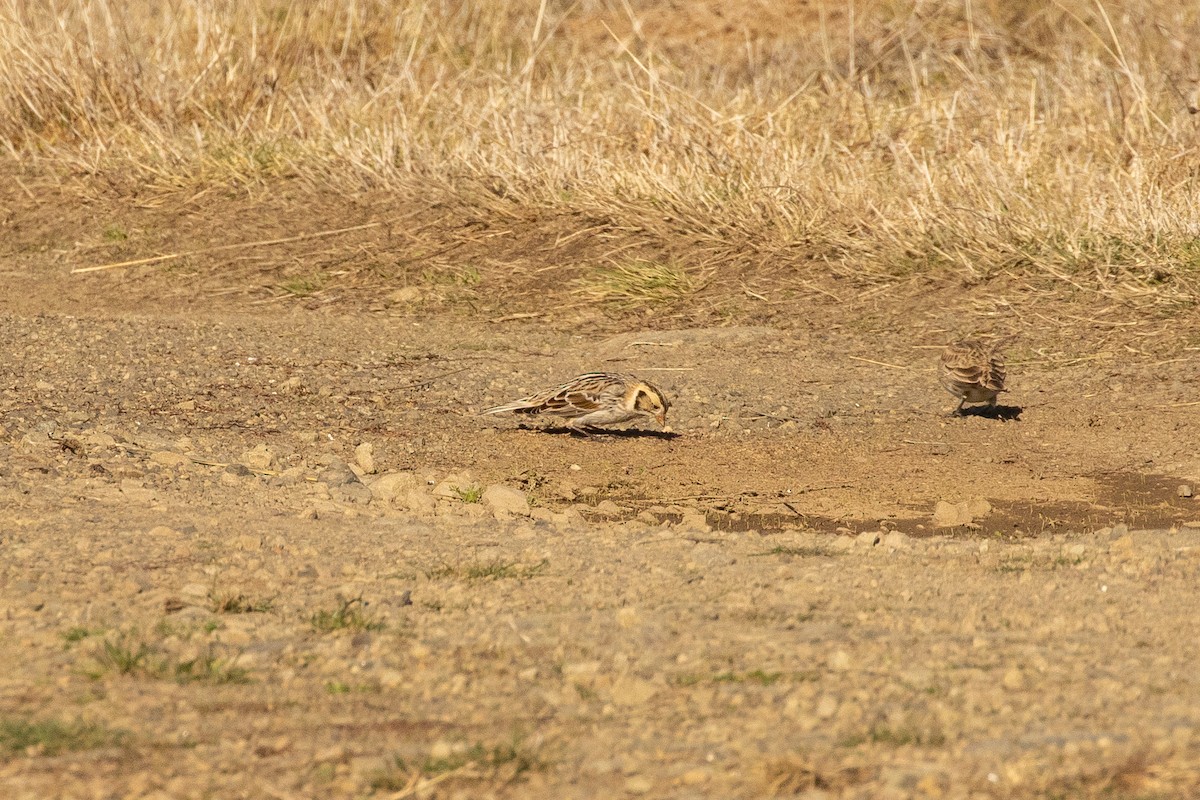 Lapland Longspur - ML286451691