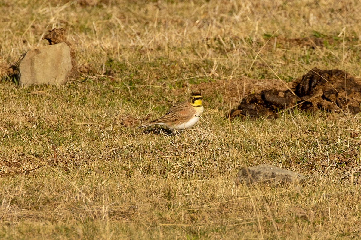 Horned Lark - ML286451831