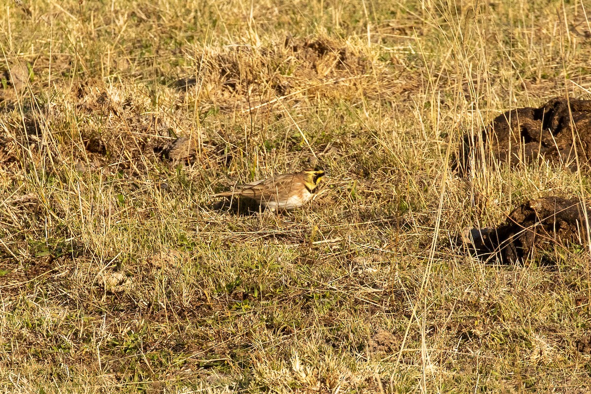 Horned Lark - ML286451891