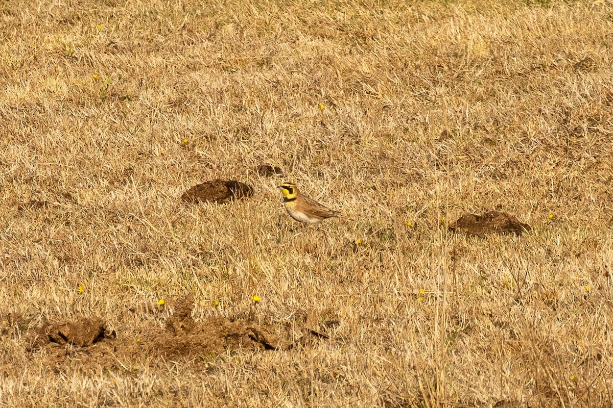 Horned Lark - ML286451901