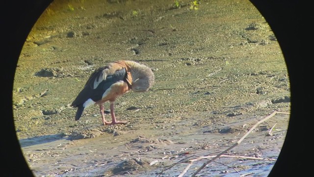 Orinoco Goose - ML286452331