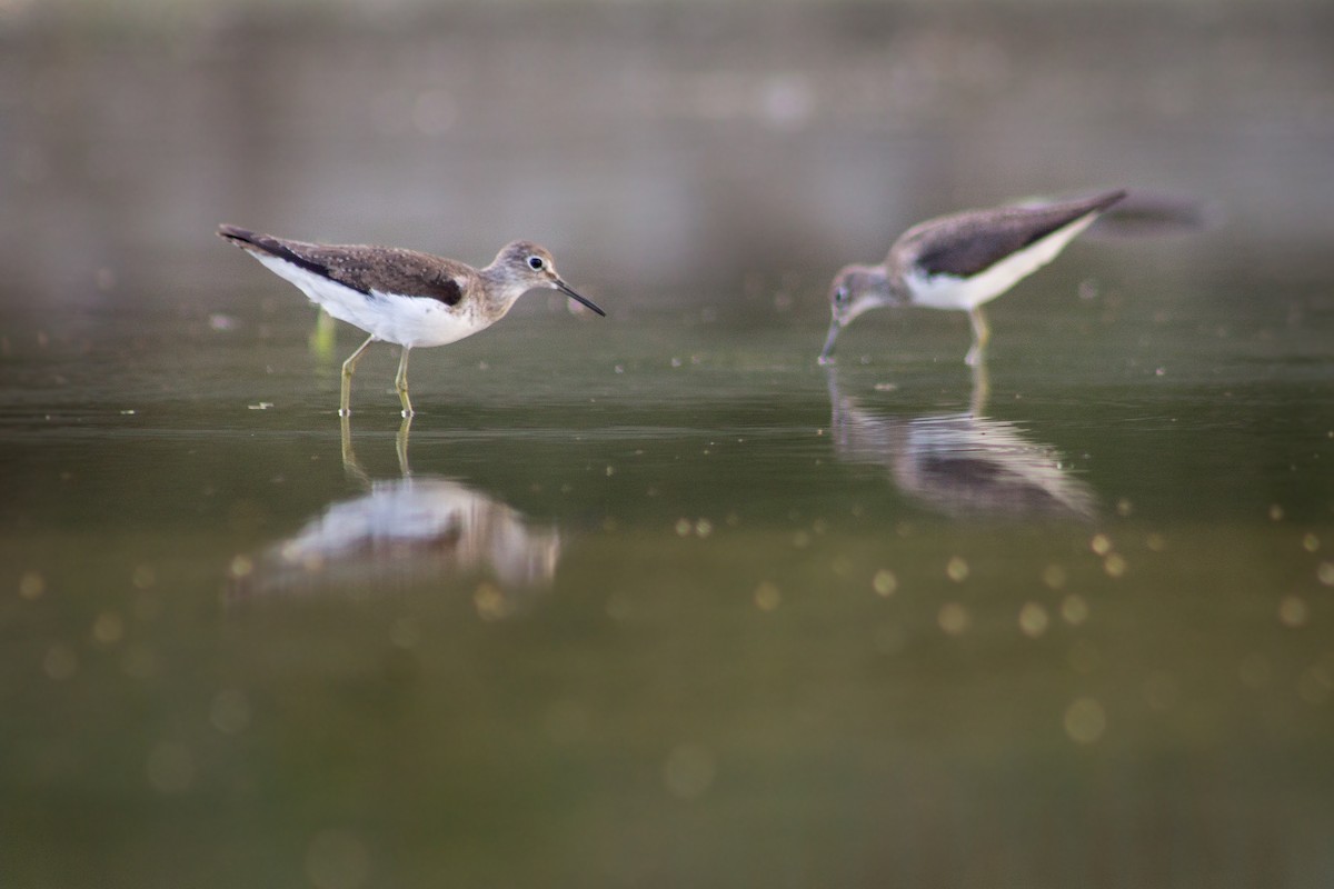 Solitary Sandpiper - ML286452341