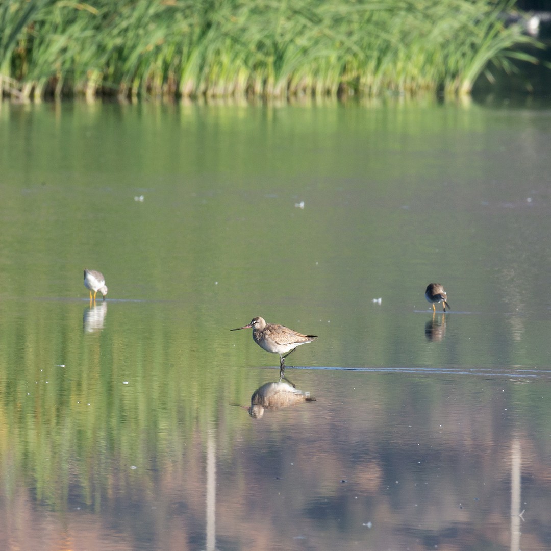 Hudsonian Godwit - ML286452881