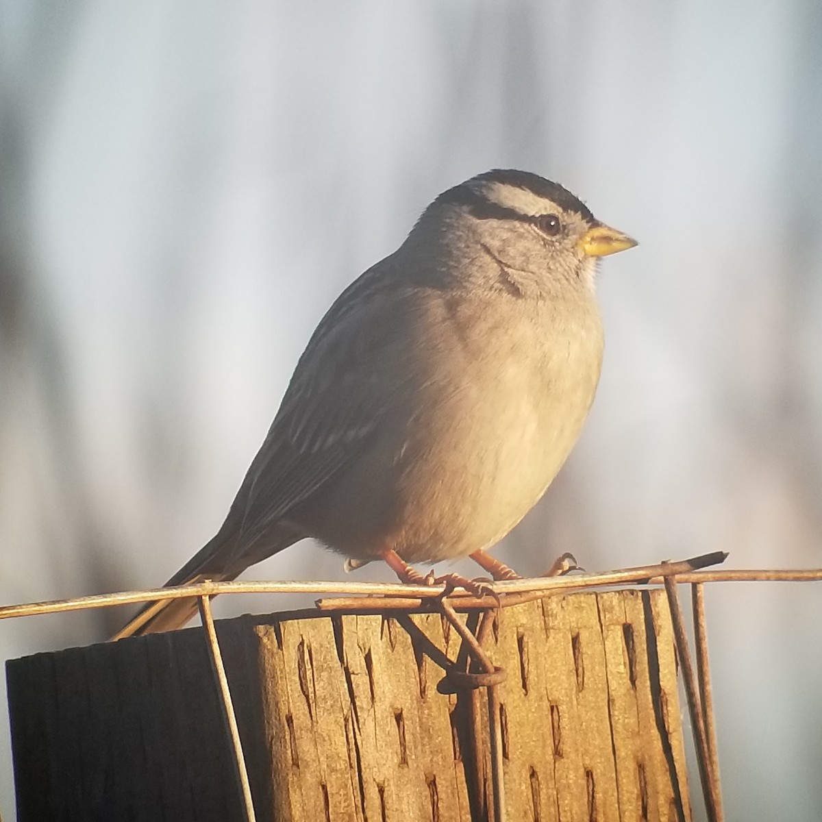 White-crowned Sparrow - ML286453601