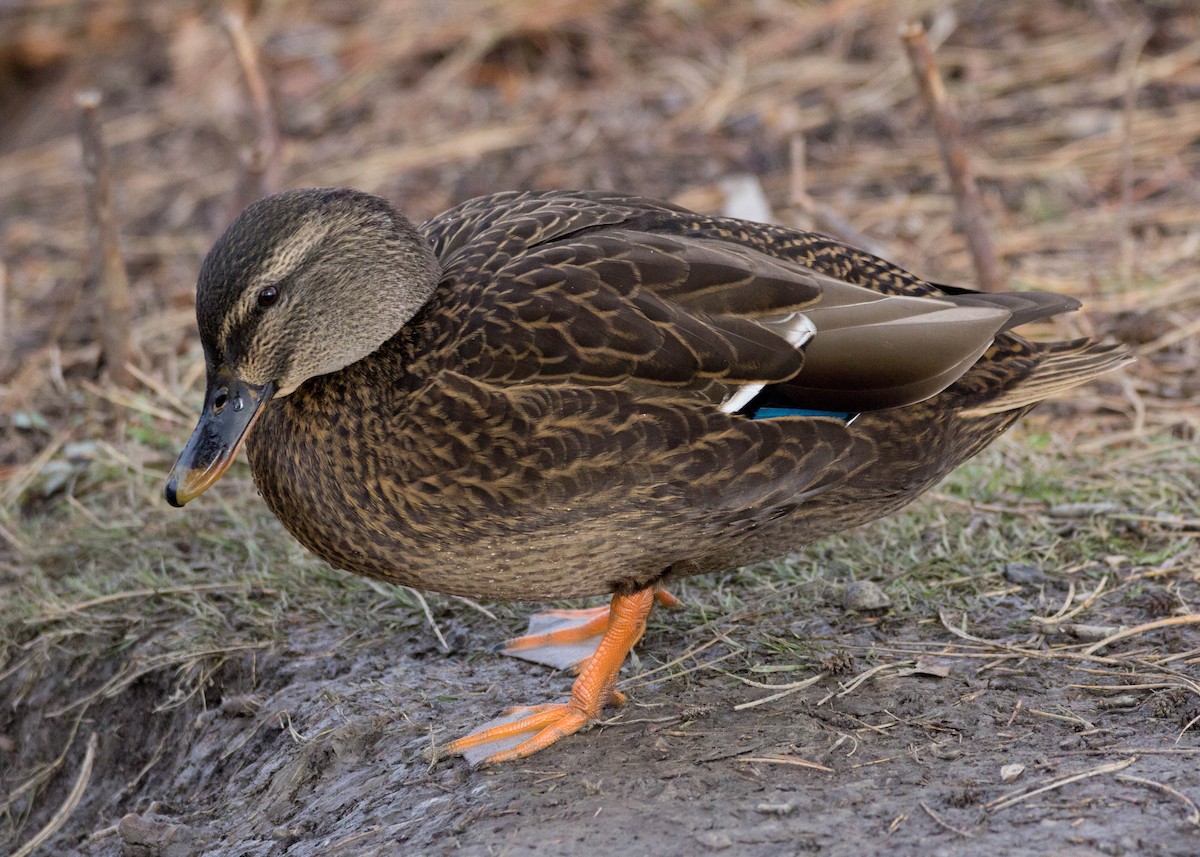 Mallard x American Black Duck (hybrid) - Tom Lally