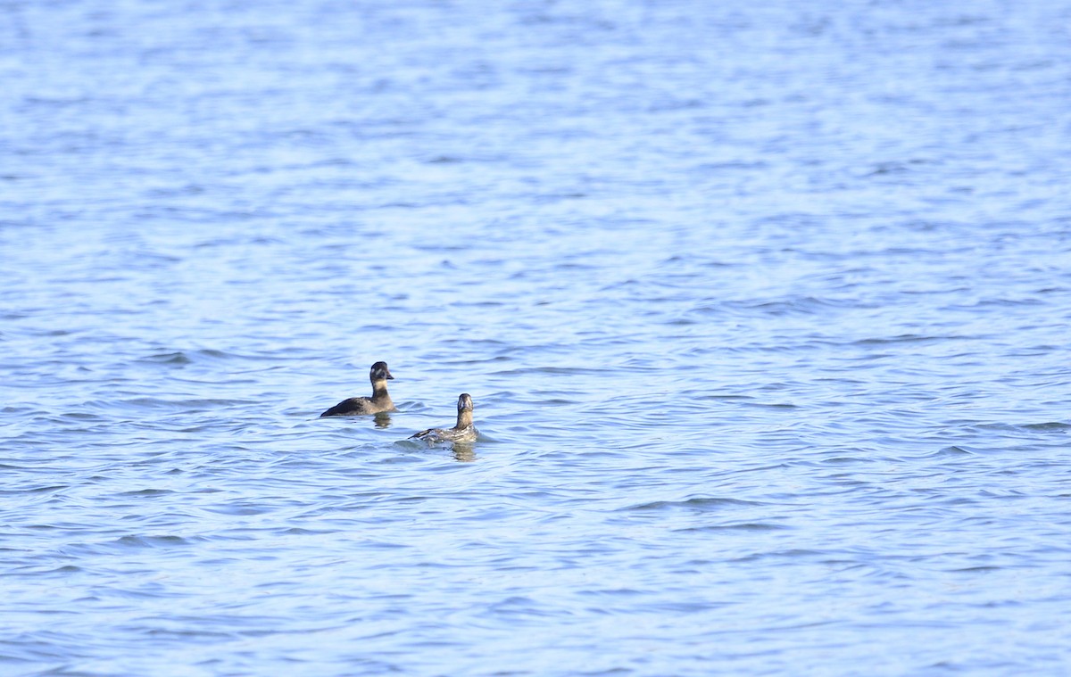 Surf Scoter - ML286454961