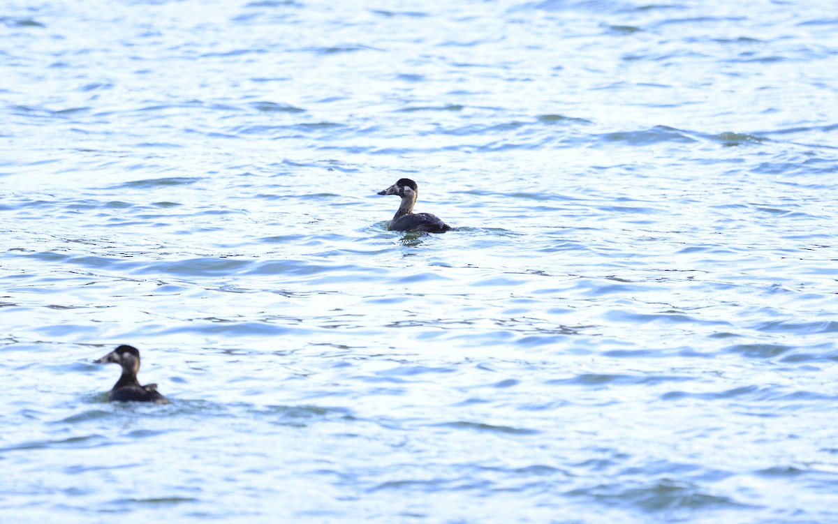 Surf Scoter - Julie Johnston