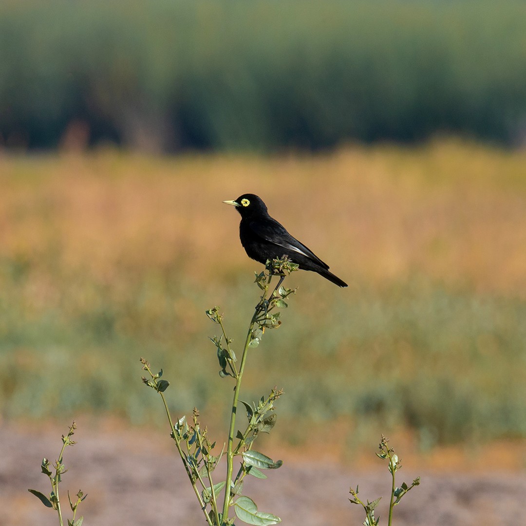 Spectacled Tyrant - ML286455211