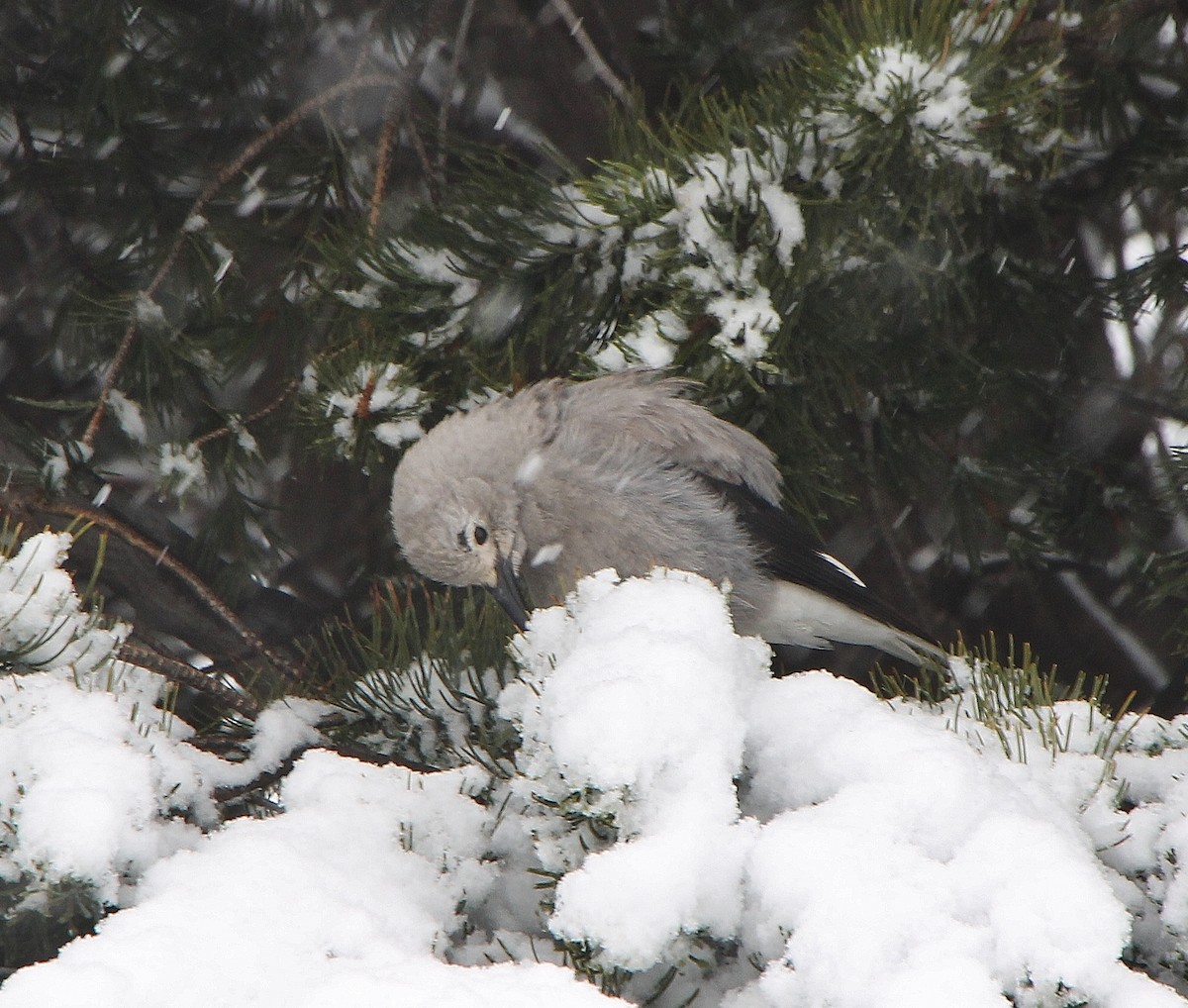 Clark's Nutcracker - ML286455781