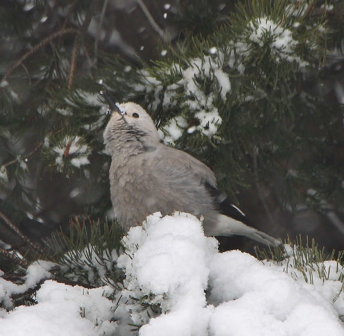 Clark's Nutcracker - ML286455791