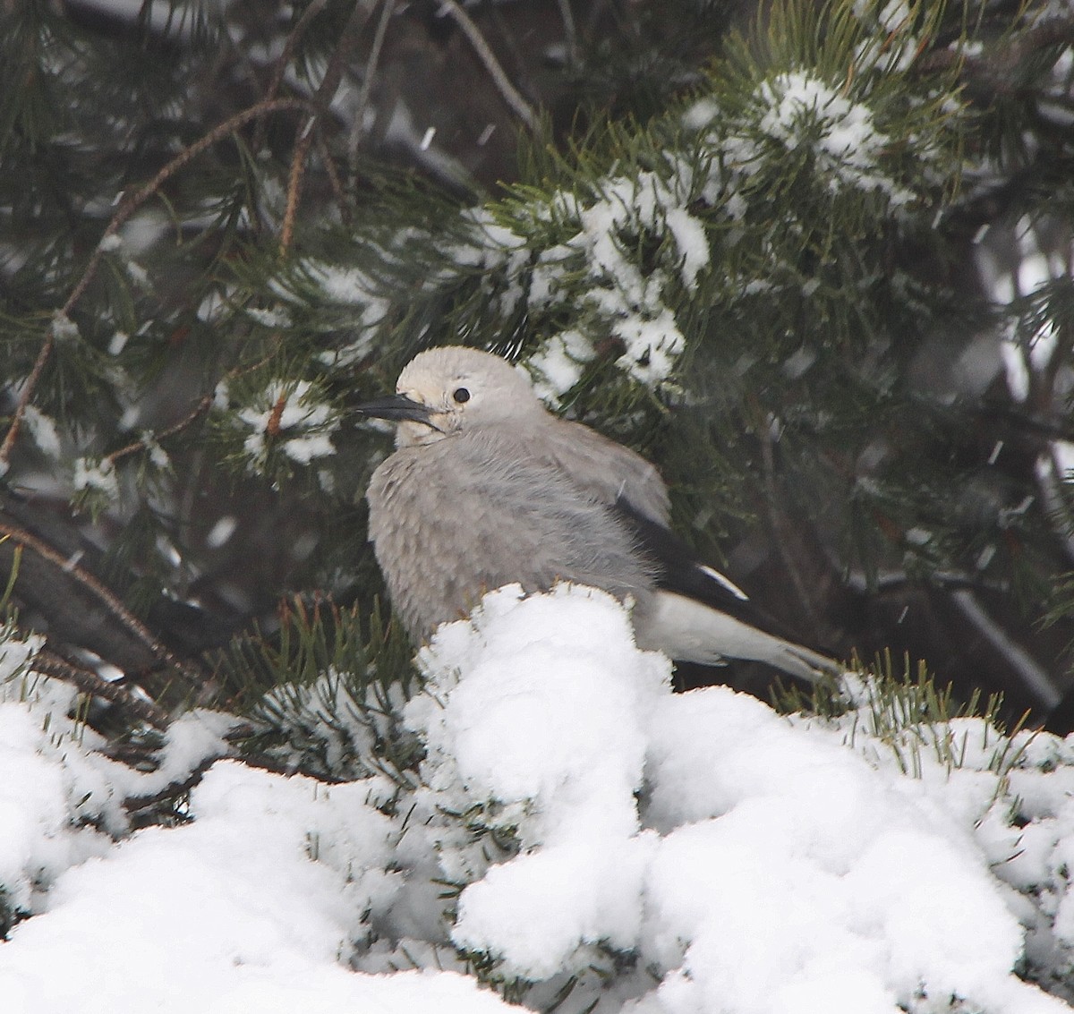 Clark's Nutcracker - ML286455801