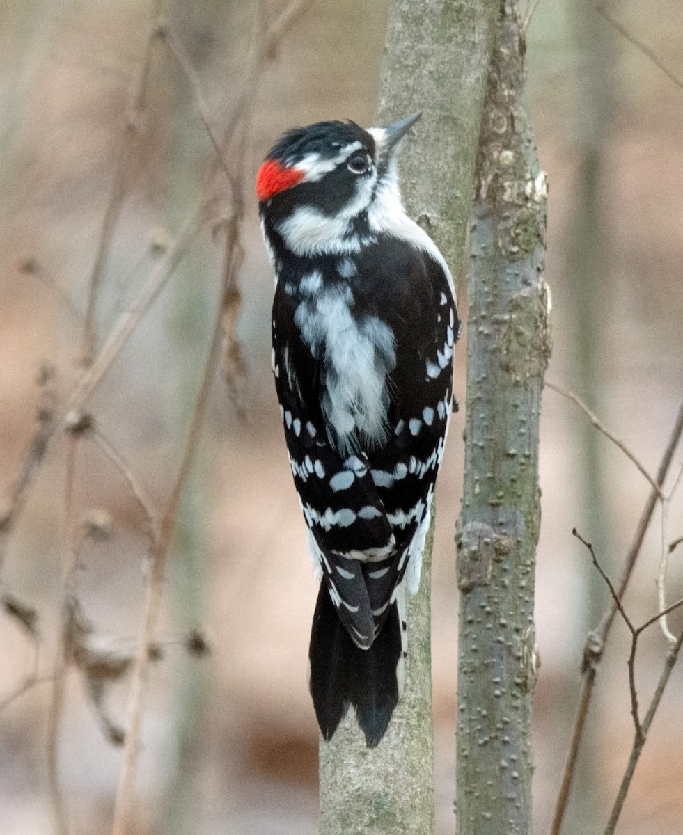 Downy Woodpecker - ML286455821