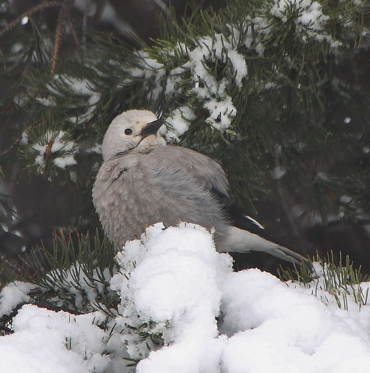 Clark's Nutcracker - ML286455831