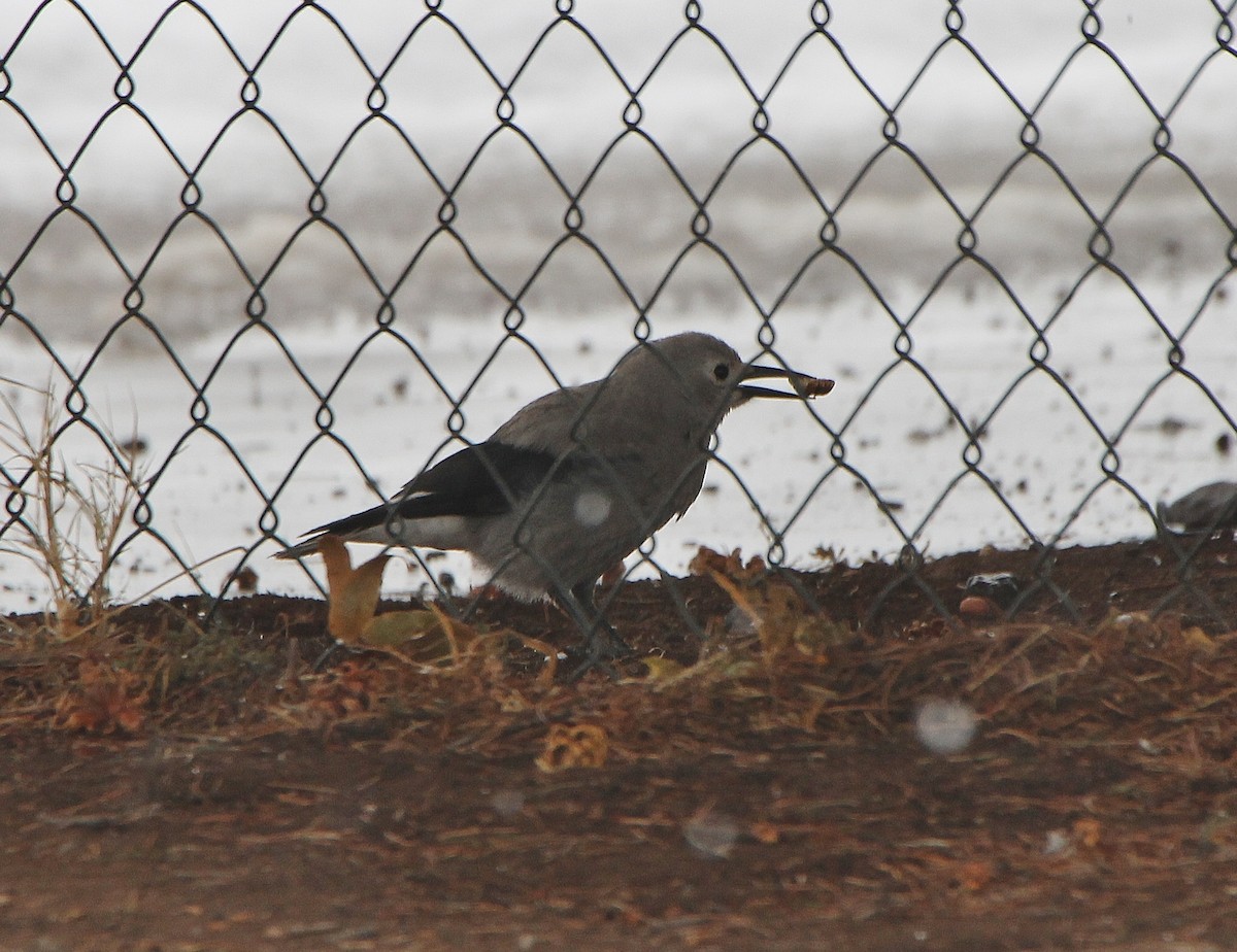 Clark's Nutcracker - ML286455841