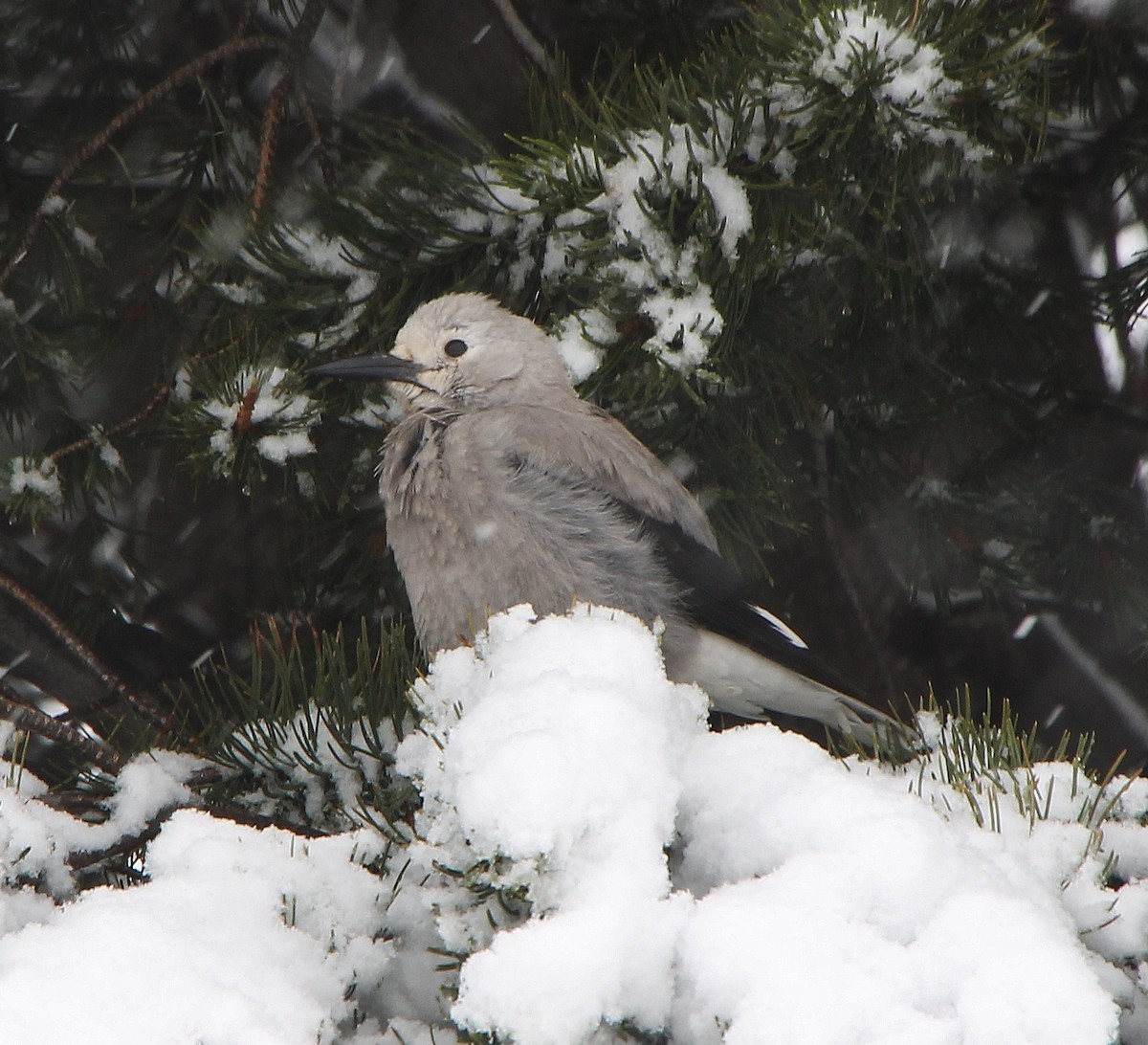 Clark's Nutcracker - ML286455851