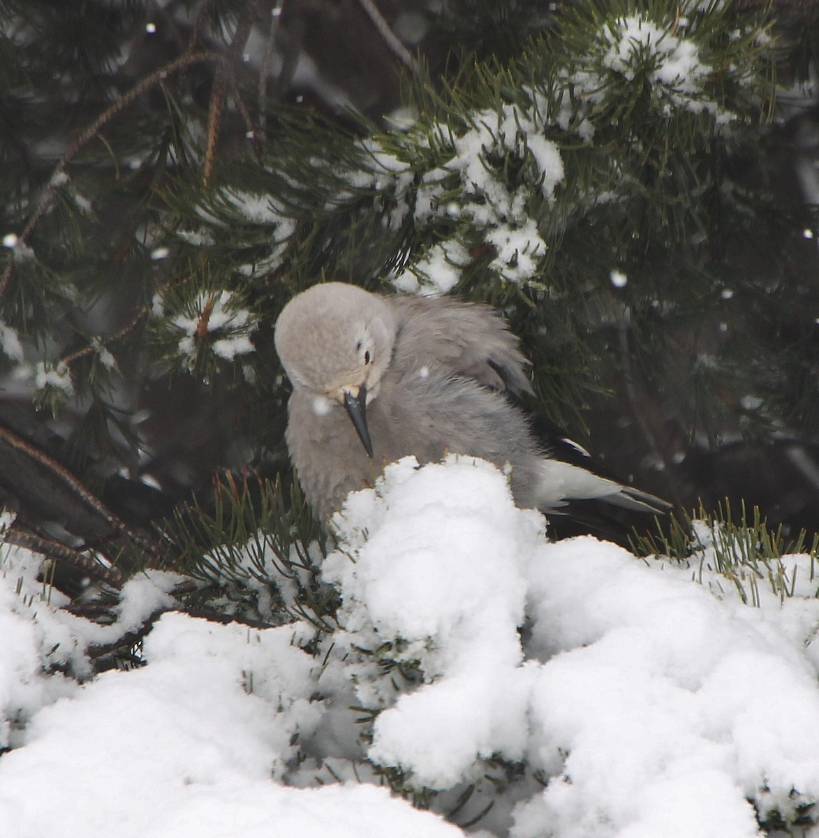 Clark's Nutcracker - ML286455871