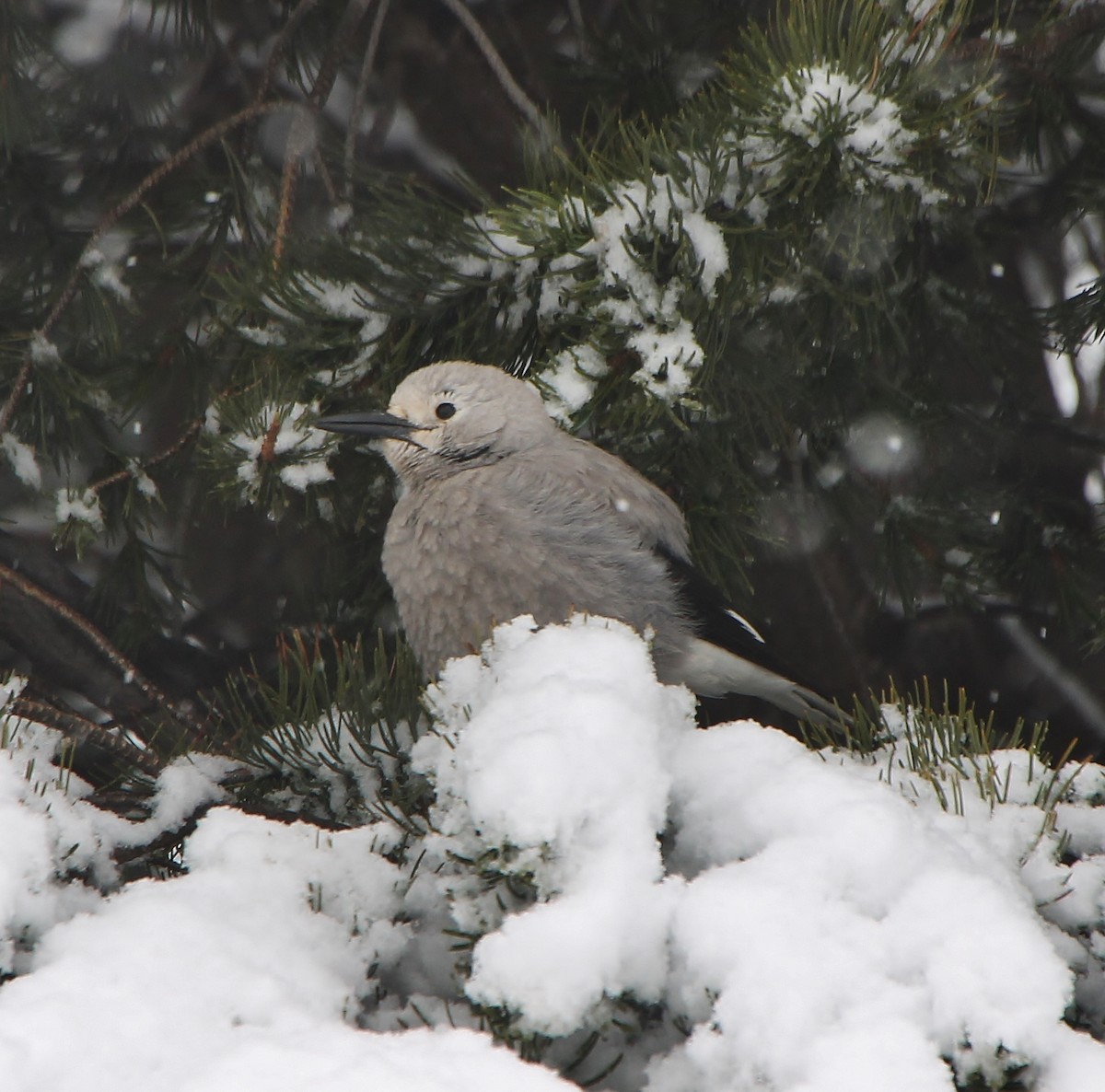 Clark's Nutcracker - ML286455881