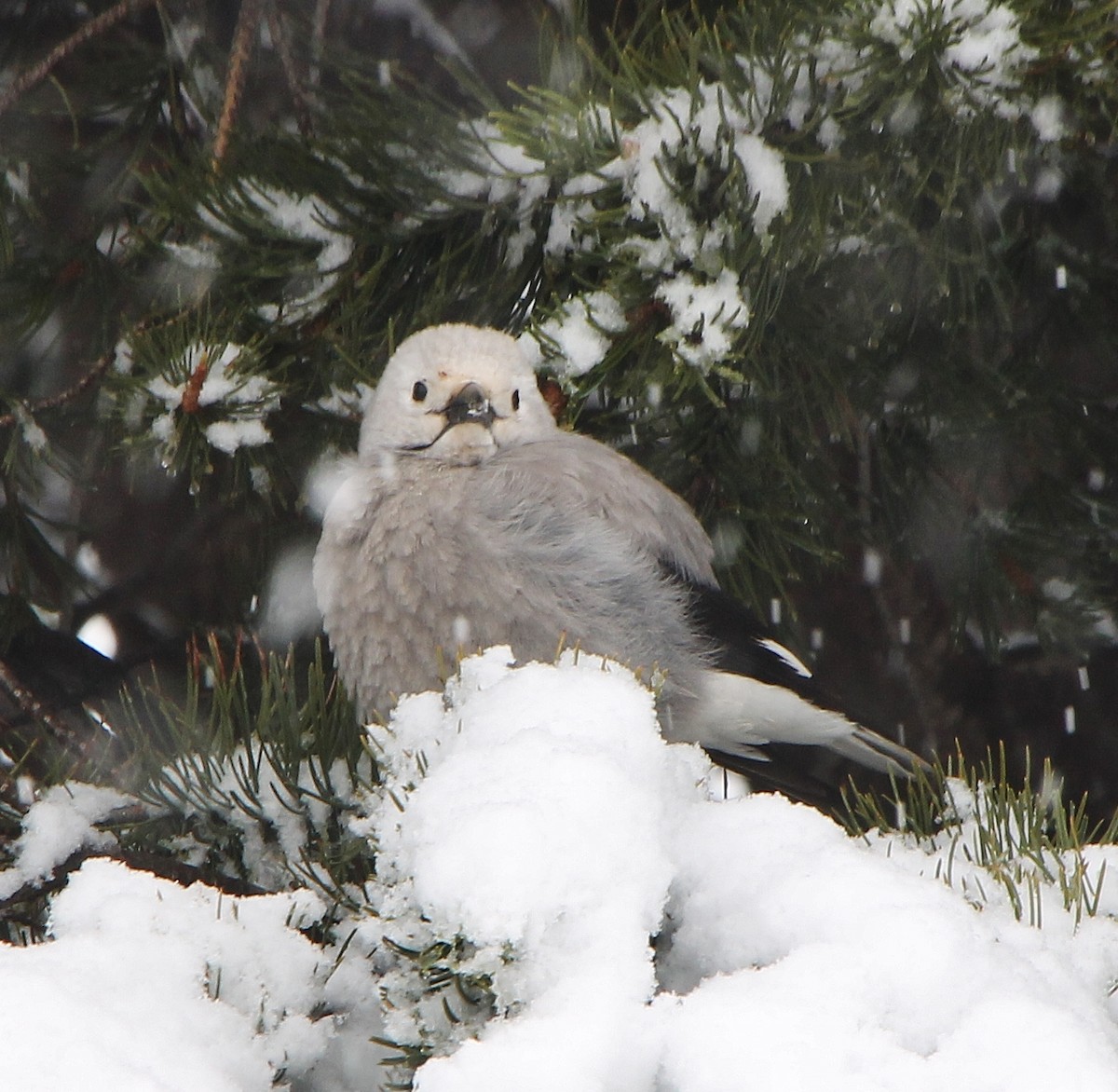 Clark's Nutcracker - ML286455891