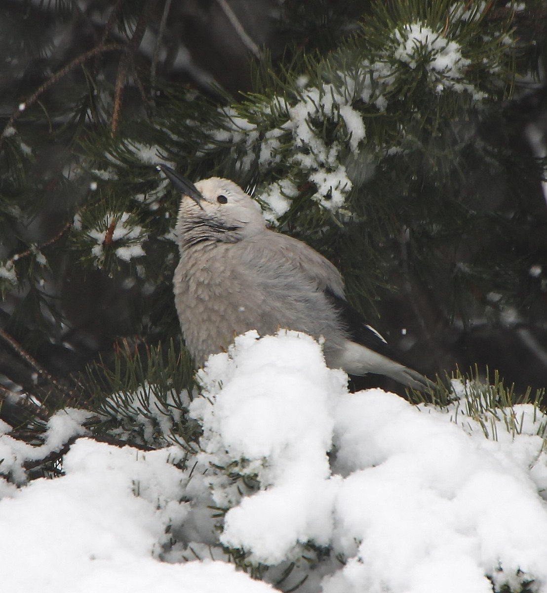 Clark's Nutcracker - ML286455911