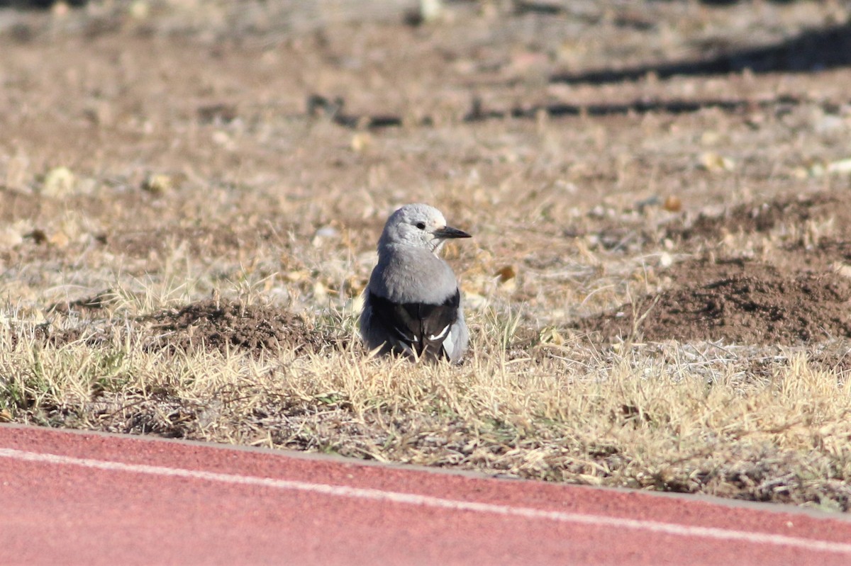 Clark's Nutcracker - ML286456021