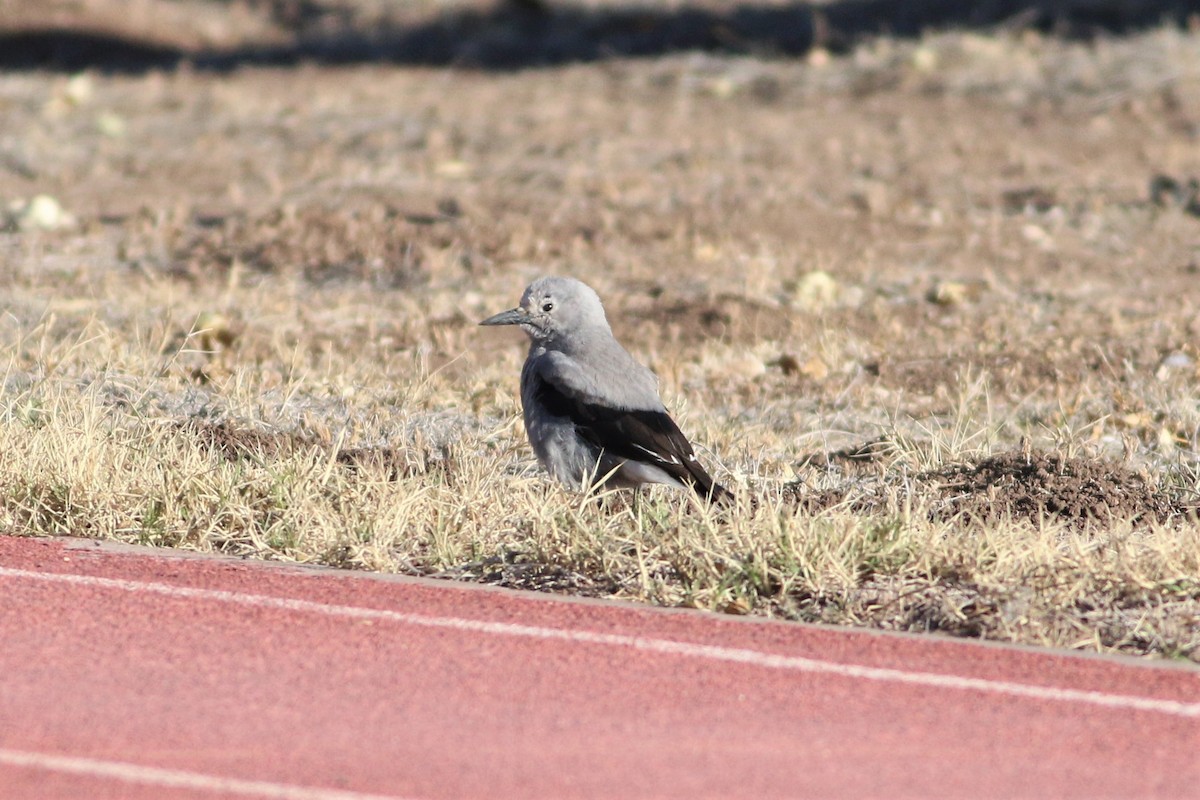 Clark's Nutcracker - ML286456061