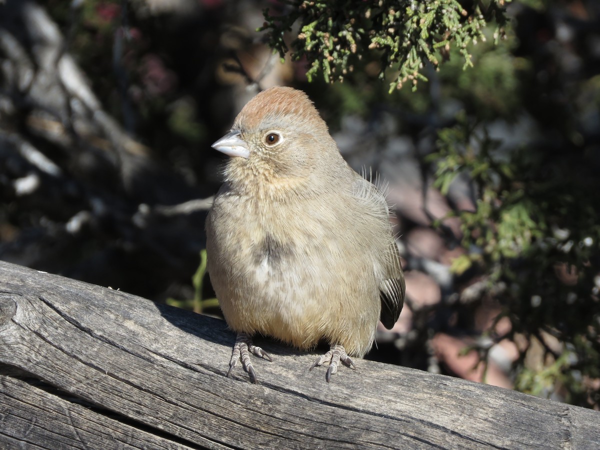 Canyon Towhee - ML286456521