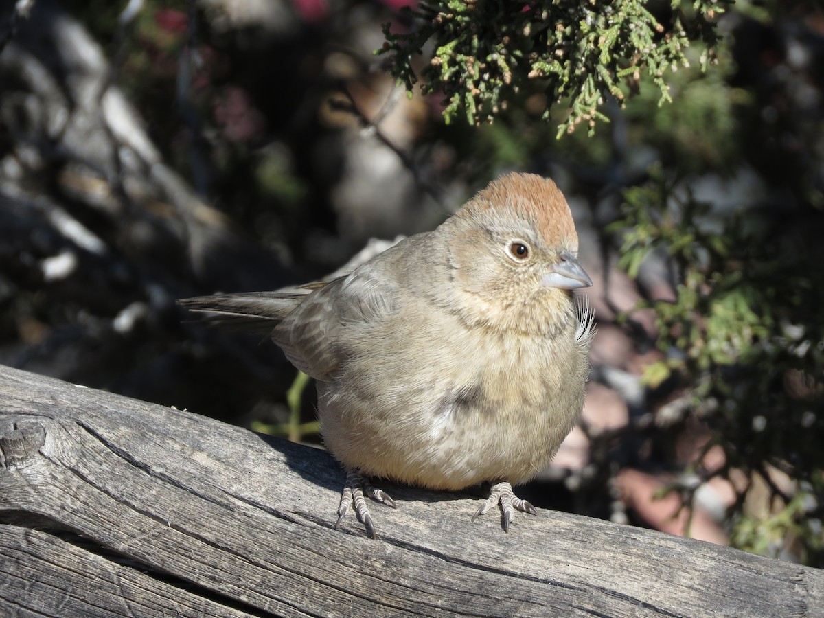 Canyon Towhee - ML286456641