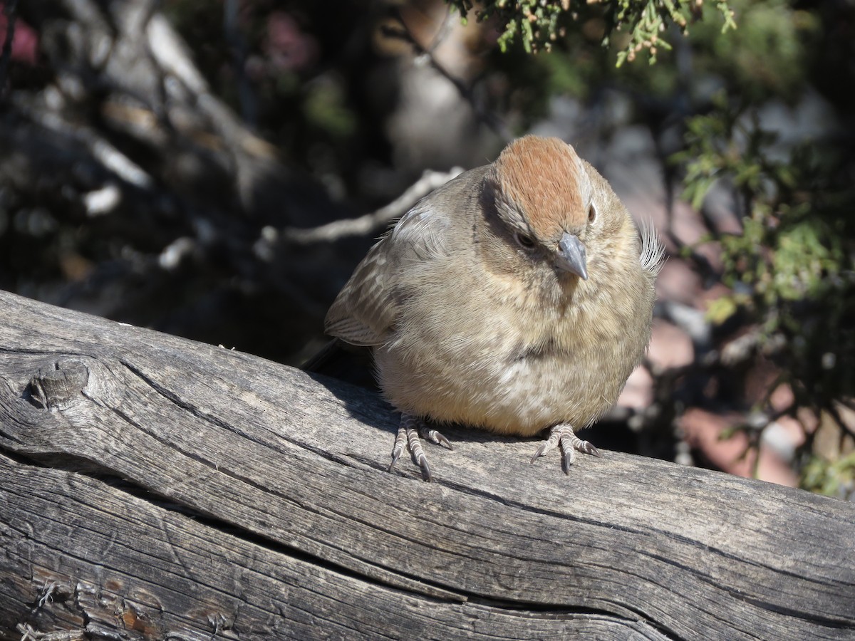 Canyon Towhee - ML286456731