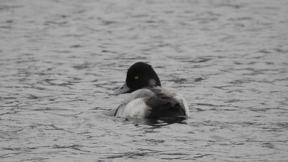 Lesser Scaup - Vincent Glasser