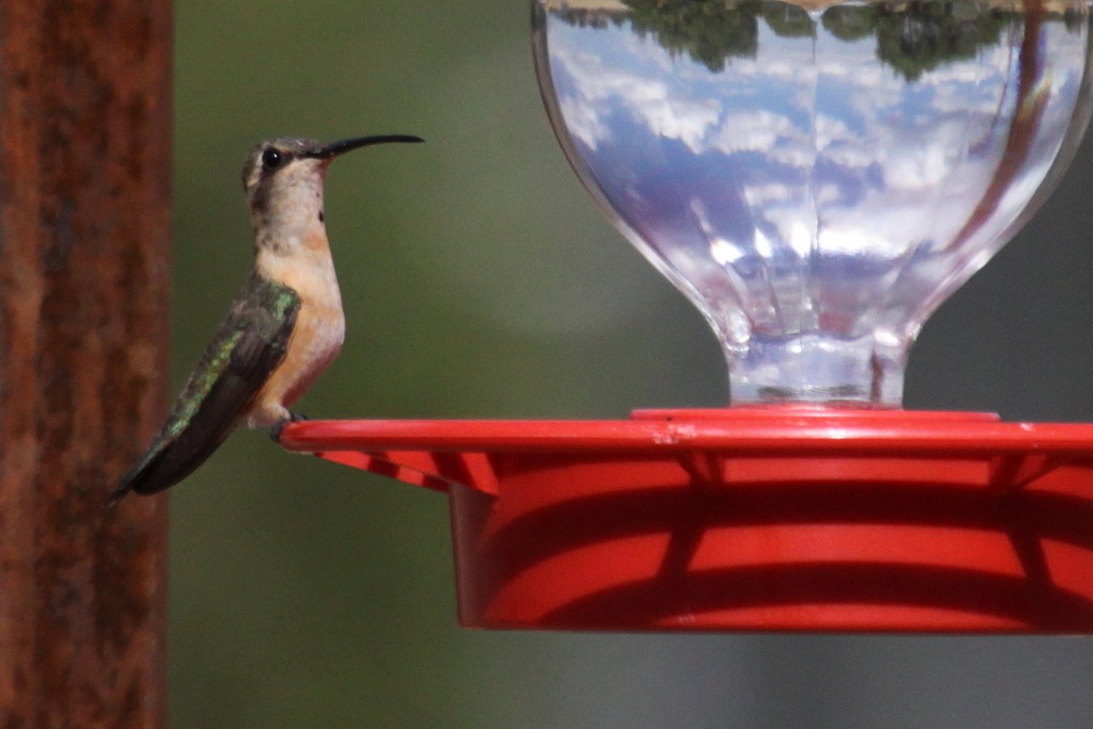 Lucifer Hummingbird - ML286457691