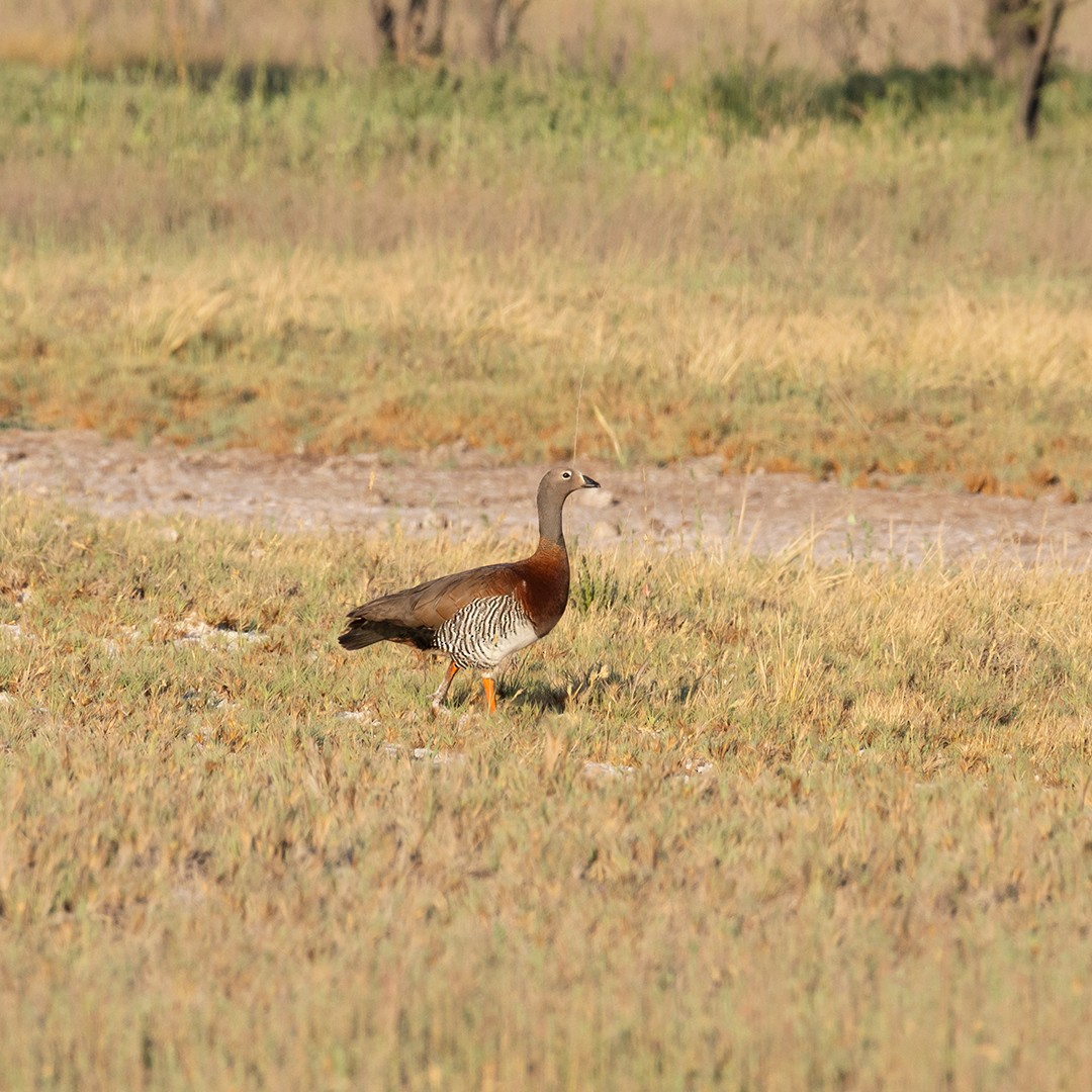 Ashy-headed Goose - ML286457701