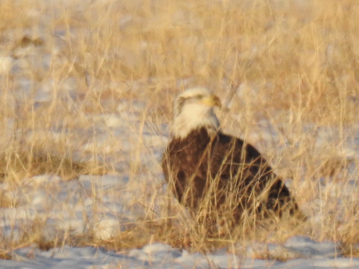 Bald Eagle - ML286459271