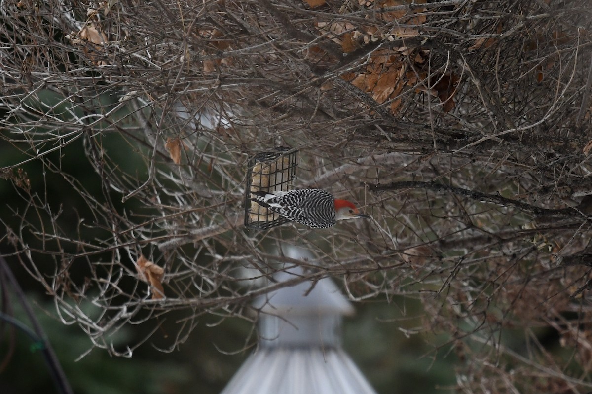 Red-bellied Woodpecker - Christiane Hébert