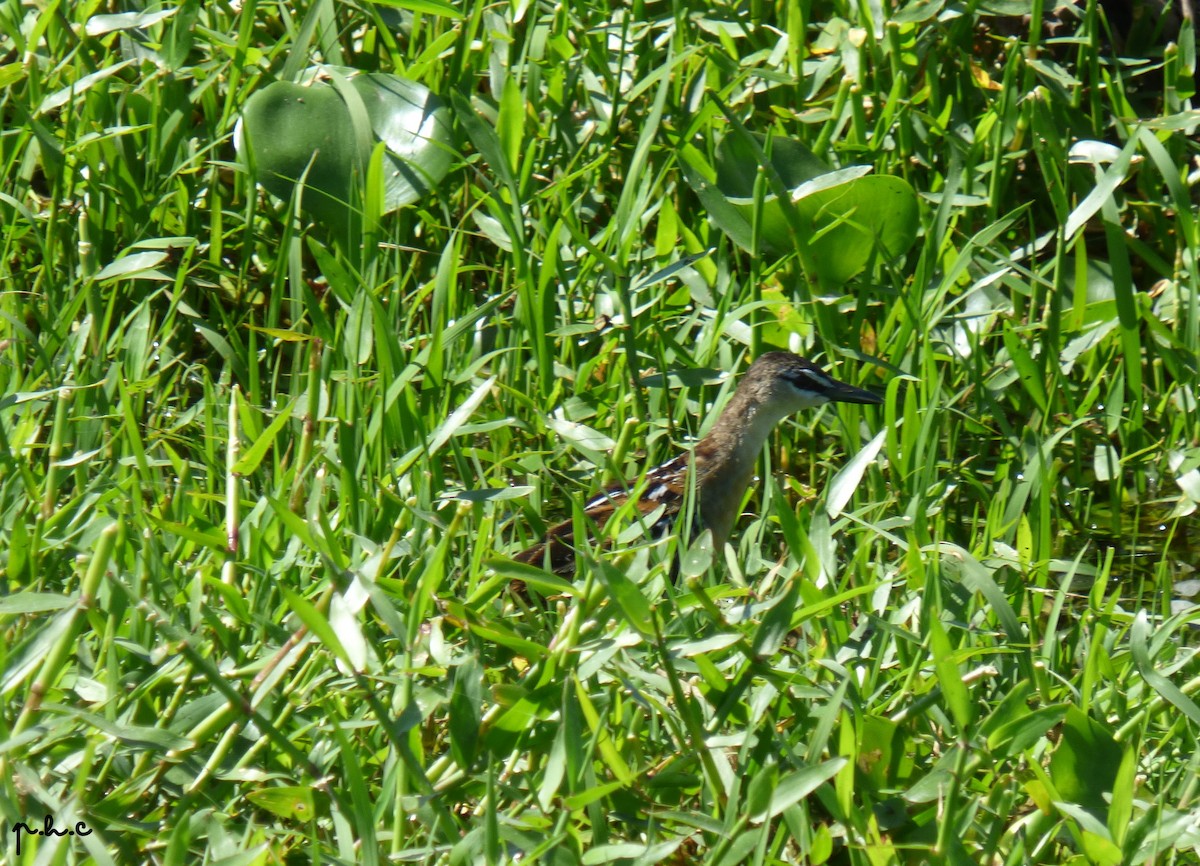 Yellow-breasted Crake - ML286460281