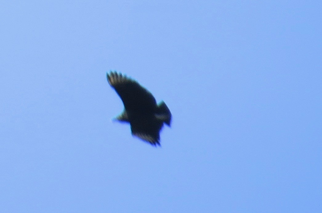 Black Vulture - ML286461911